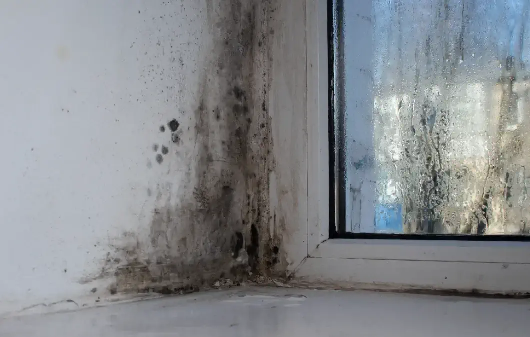 mold damage on wall